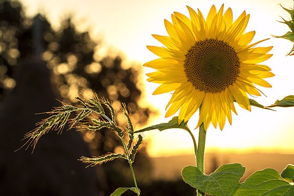 newsletter@us.seeknetusa.com